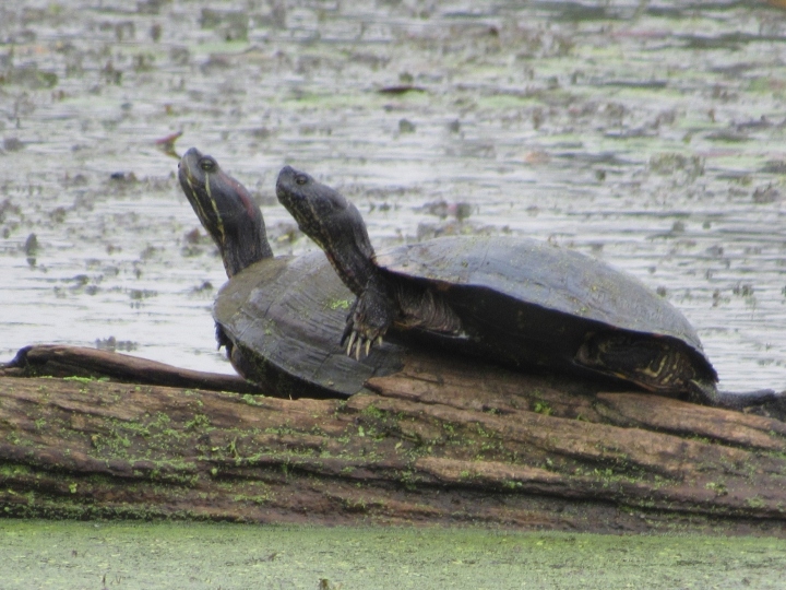 Red-eared Slider